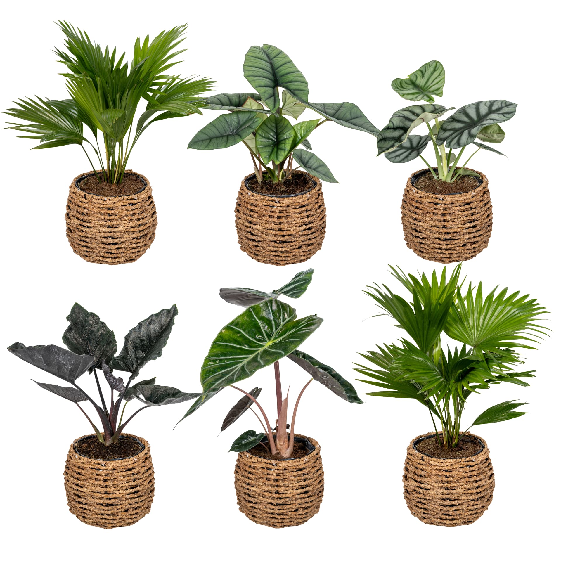 Palm-mix in mand