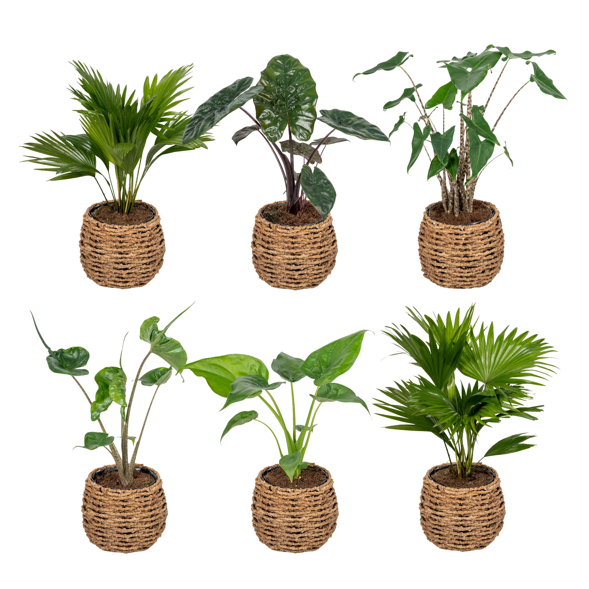 Palm-mix in mand