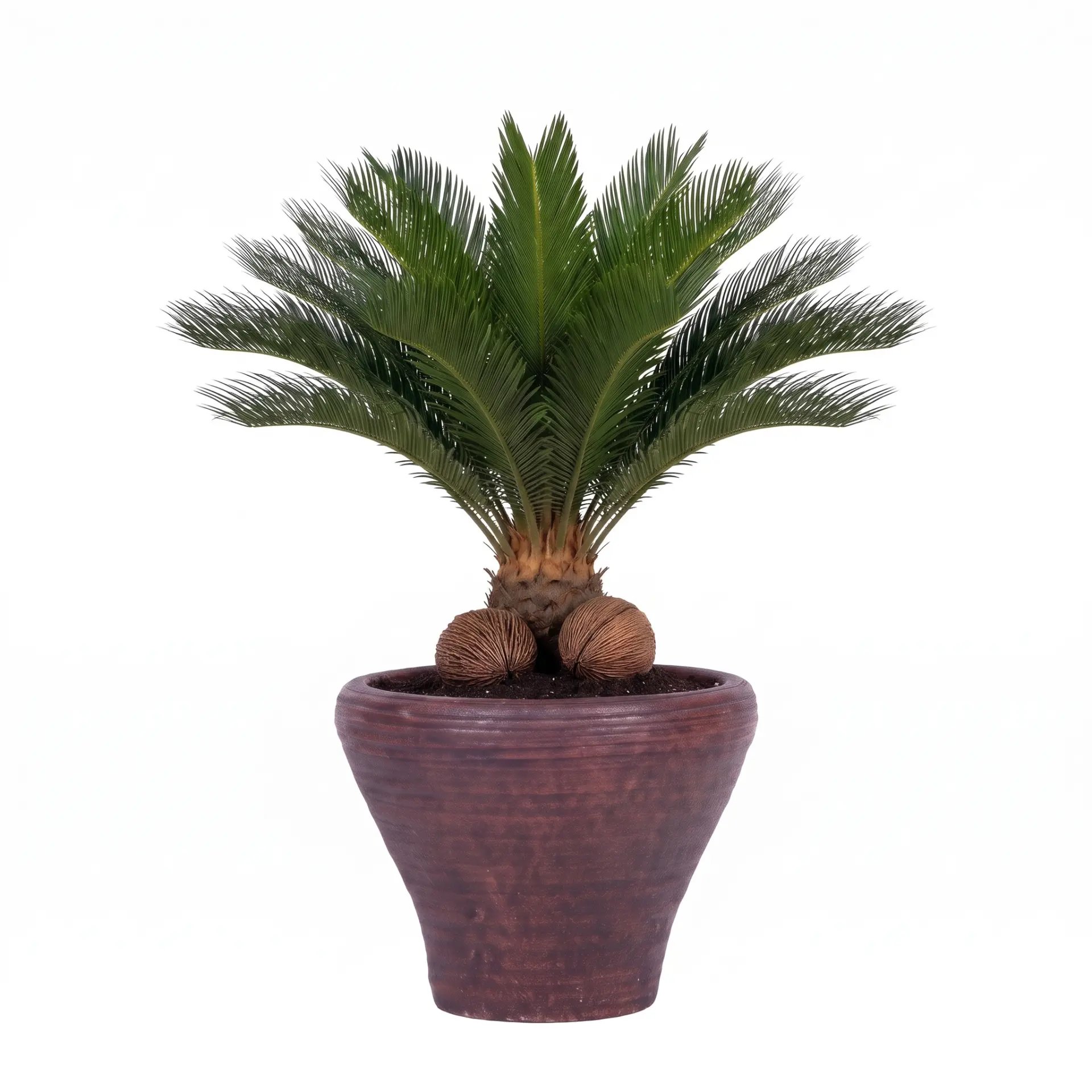 Cycas in een hoge terracotta-bruine geribbelde pot