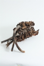 Palmeria seed bundle, length: 30cm