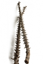 Tronc de Caryota, en longueurs de 60-180cm